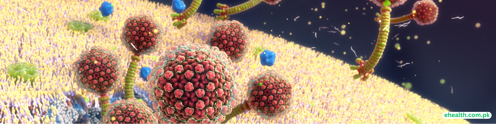 Infections after organ transplant